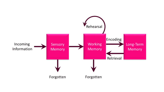 Long-term memory: Long-term memory flow chart